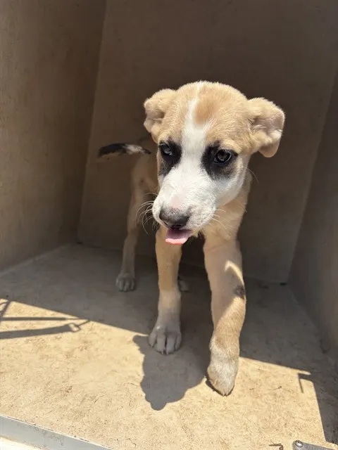 Adoptable Dog