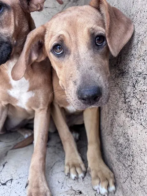 Adoptable Dog
