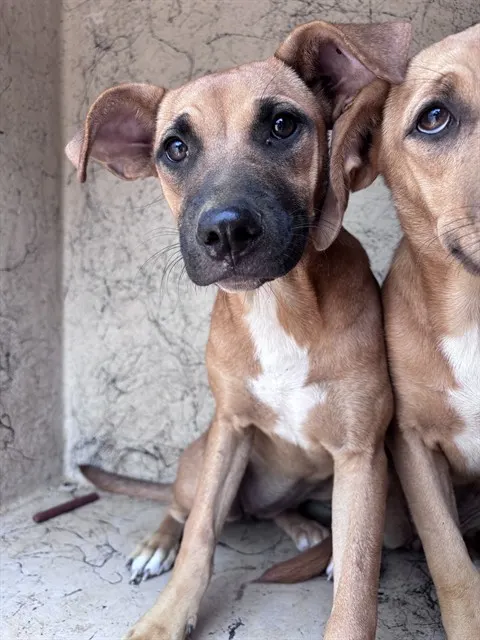 Adoptable Dog
