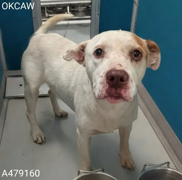 Adoptable Dog