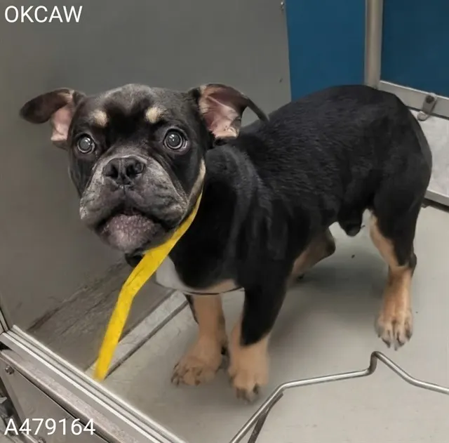 Adoptable Dog
