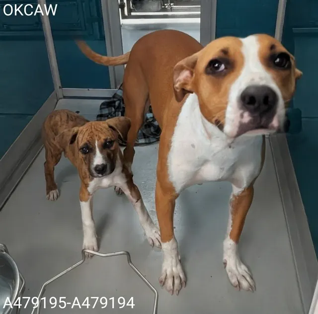 Adoptable Dog