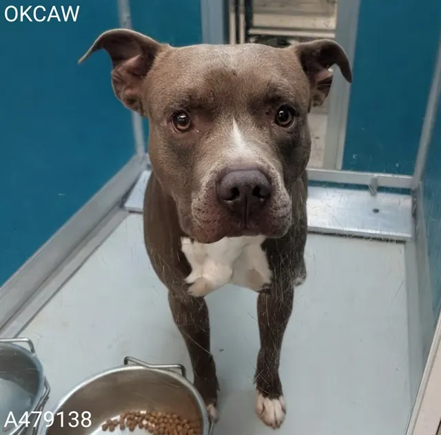 Adoptable Dog