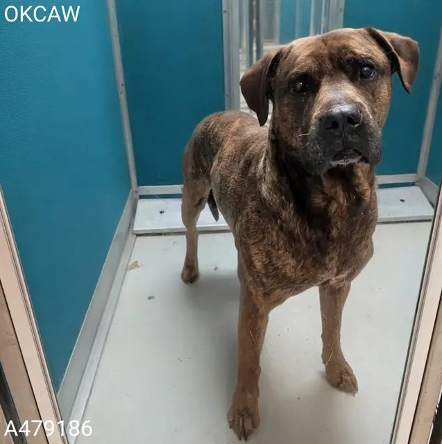 Adoptable Dog