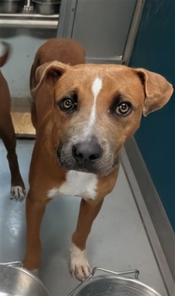 Adoptable Dog