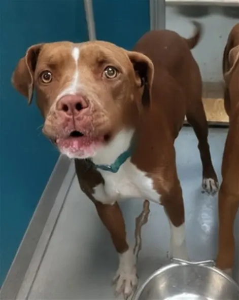Adoptable Dog