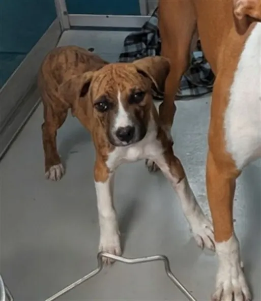 Adoptable Dog