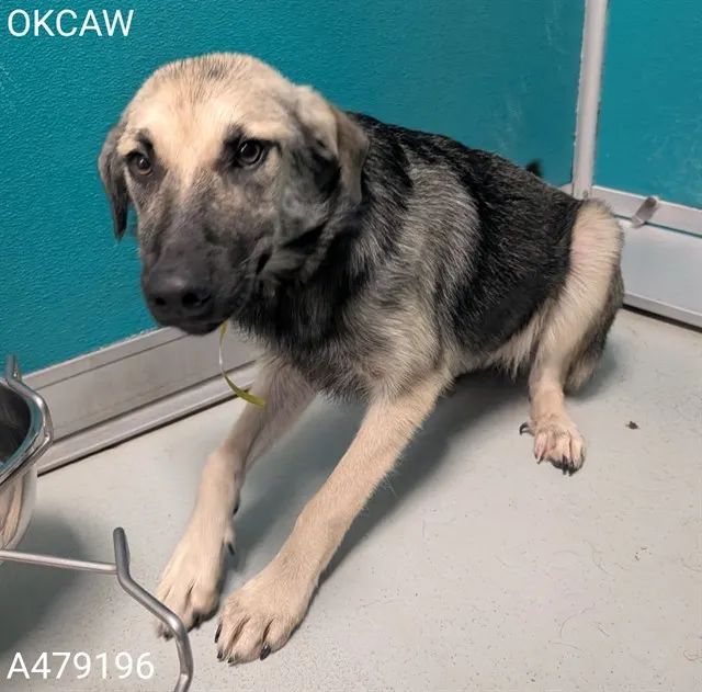 Adoptable Dog