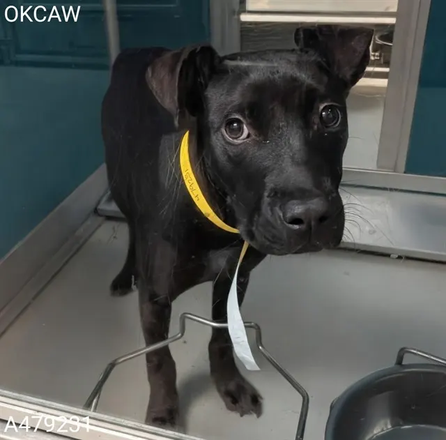 Adoptable Dog
