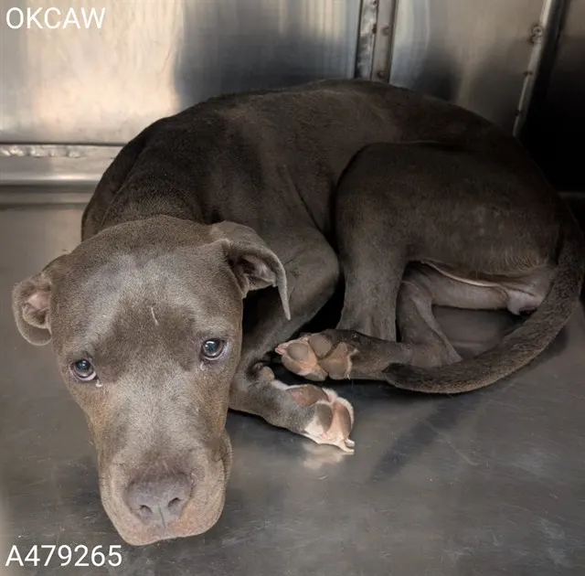 Adoptable Dog