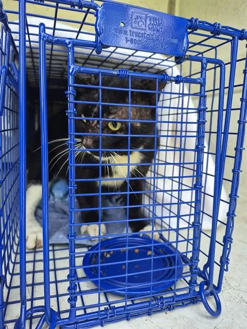 Adoptable Cat