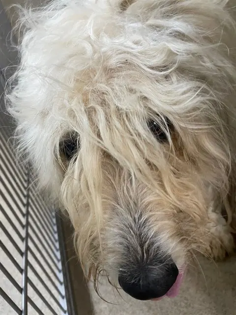 Adoptable Dog