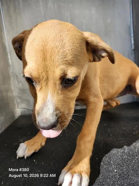 1 Puppy