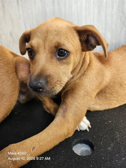 2 Puppy