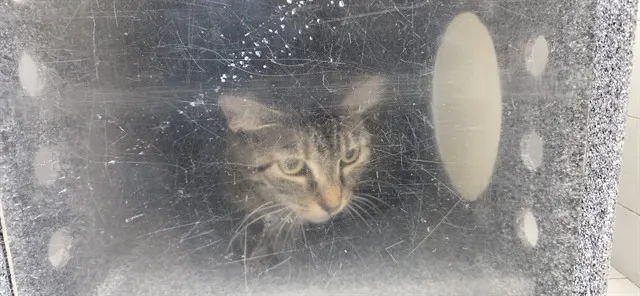 Adoptable Cat