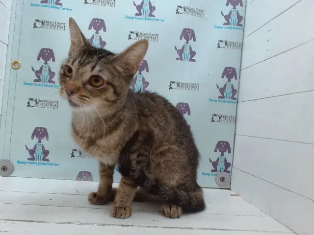 Adoptable Cat