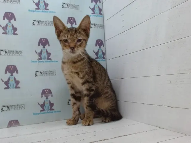 Adoptable Cat