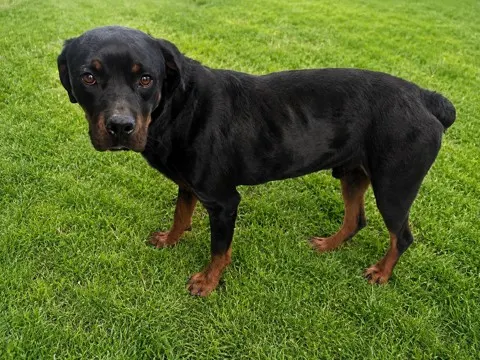 Adoptable Dog