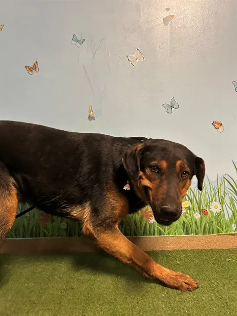 Adoptable Dog