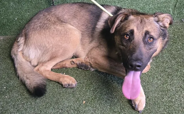 Adoptable Dog