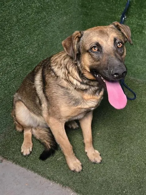 Adoptable Dog