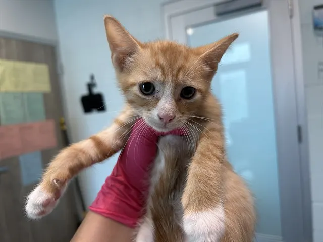 Adoptable Cat