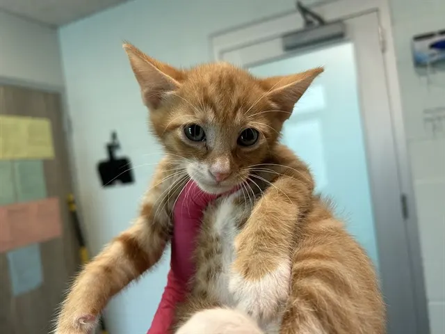 Adoptable Cat