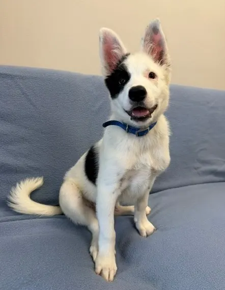Chico