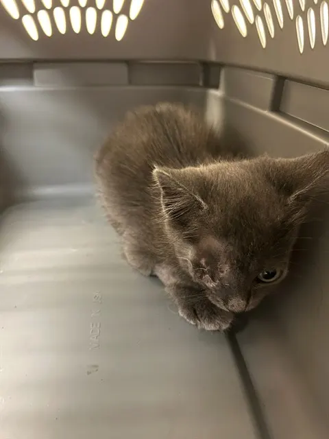 Grey Boy