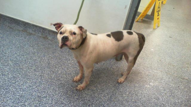 Adoptable Dog