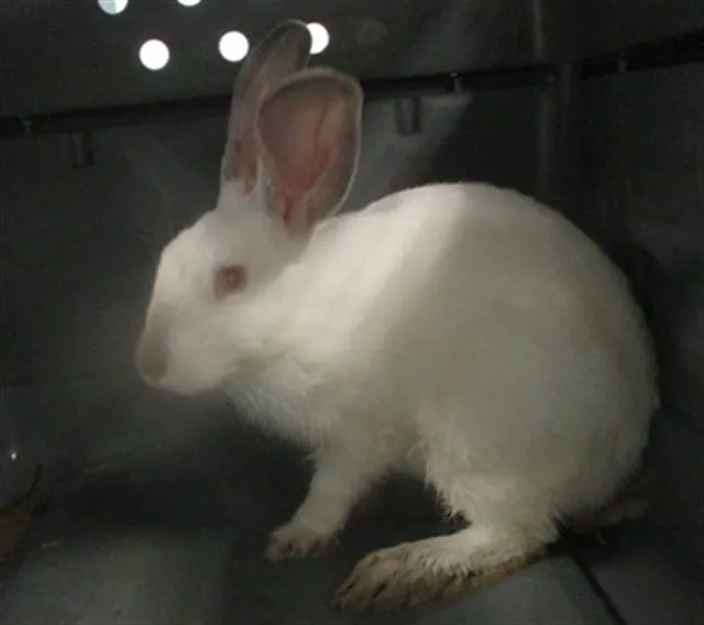 Adoptable Other