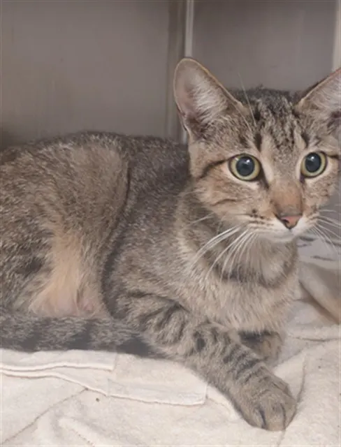 Adoptable Cat