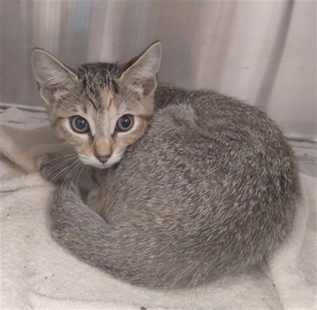 Adoptable Cat