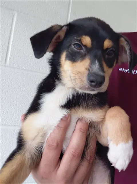Adoptable Dog