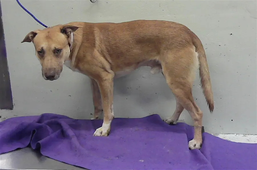 Adoptable Dog