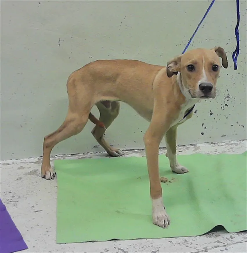 Adoptable Dog