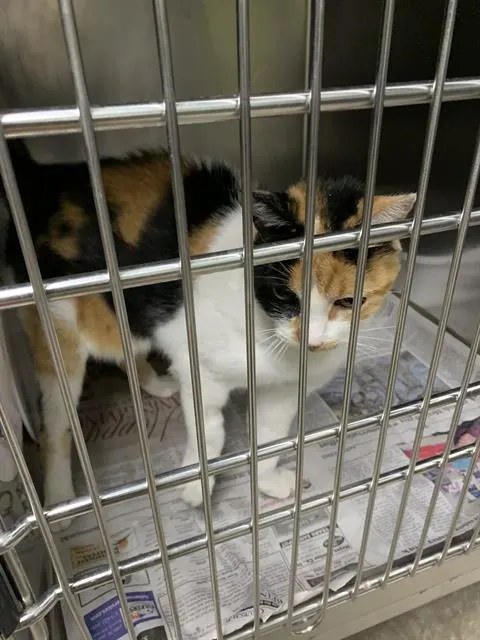 Adoptable Cat