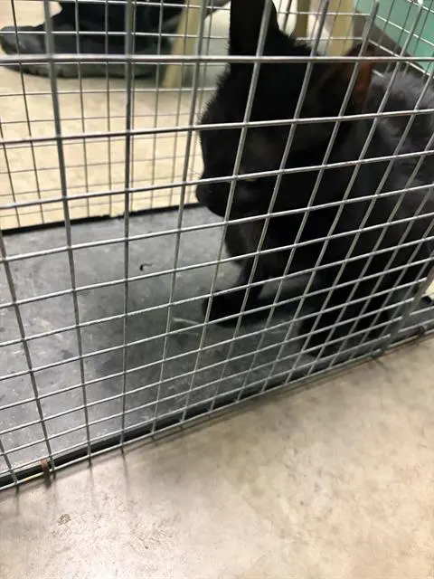 Grimm