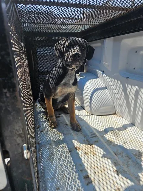 Adoptable Dog