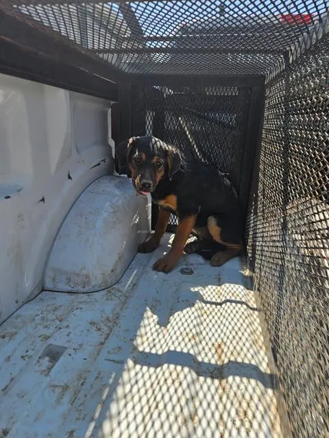 Adoptable Dog