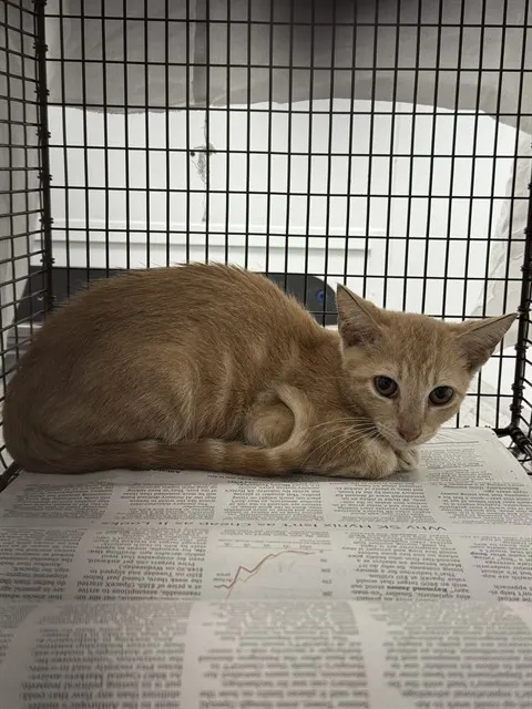 Adoptable Cat