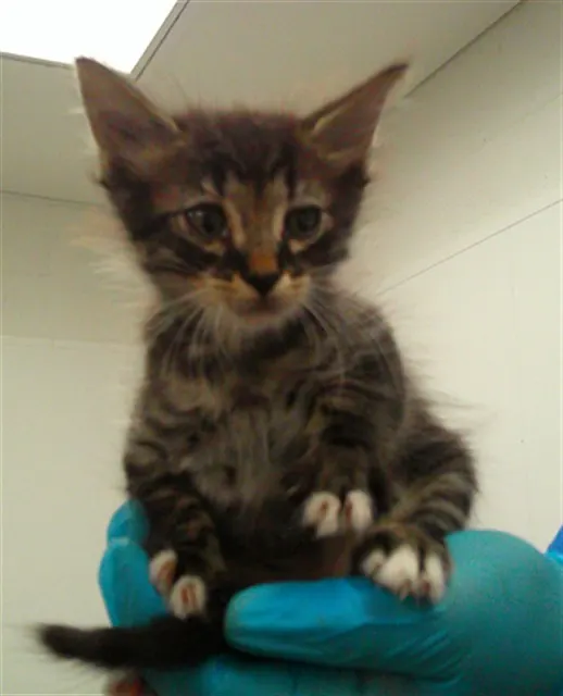 Adoptable Cat