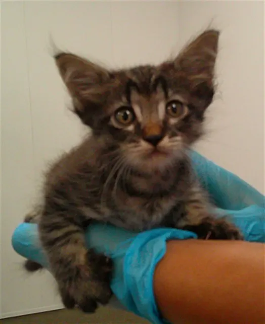 Adoptable Cat