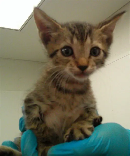 Adoptable Cat