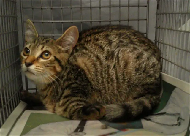 Adoptable Cat