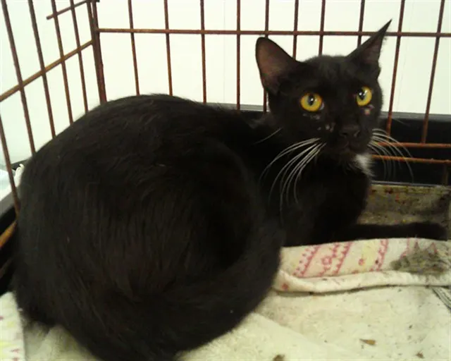 Adoptable Cat