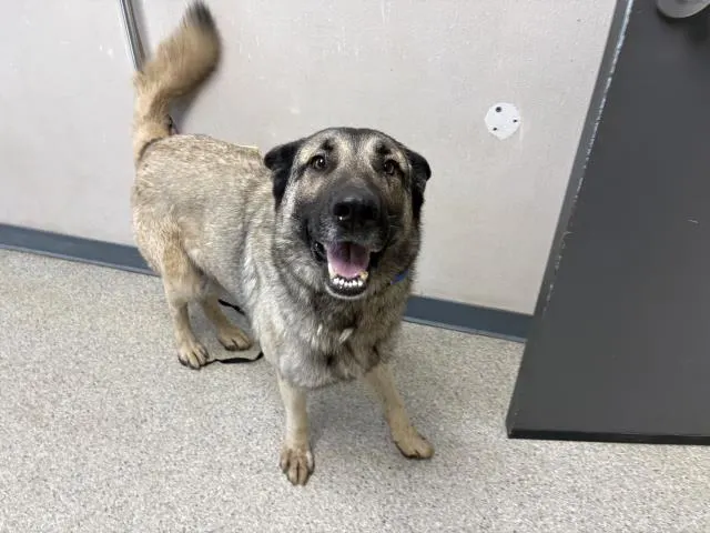 Adoptable Dog
