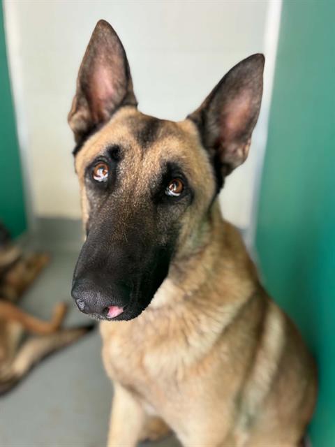 Adoptable Dog