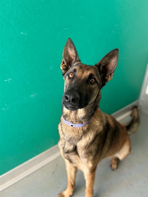 Adoptable Dog