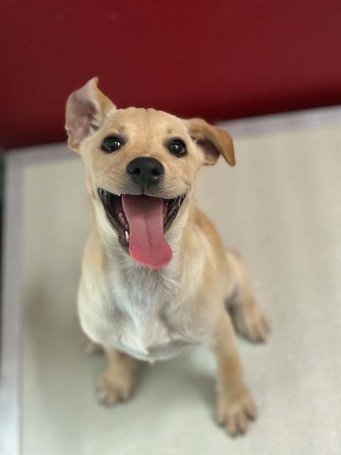 Adoptable Dog
